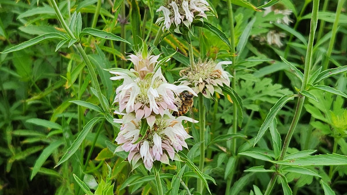 Bee gathering nectar from lemon balm