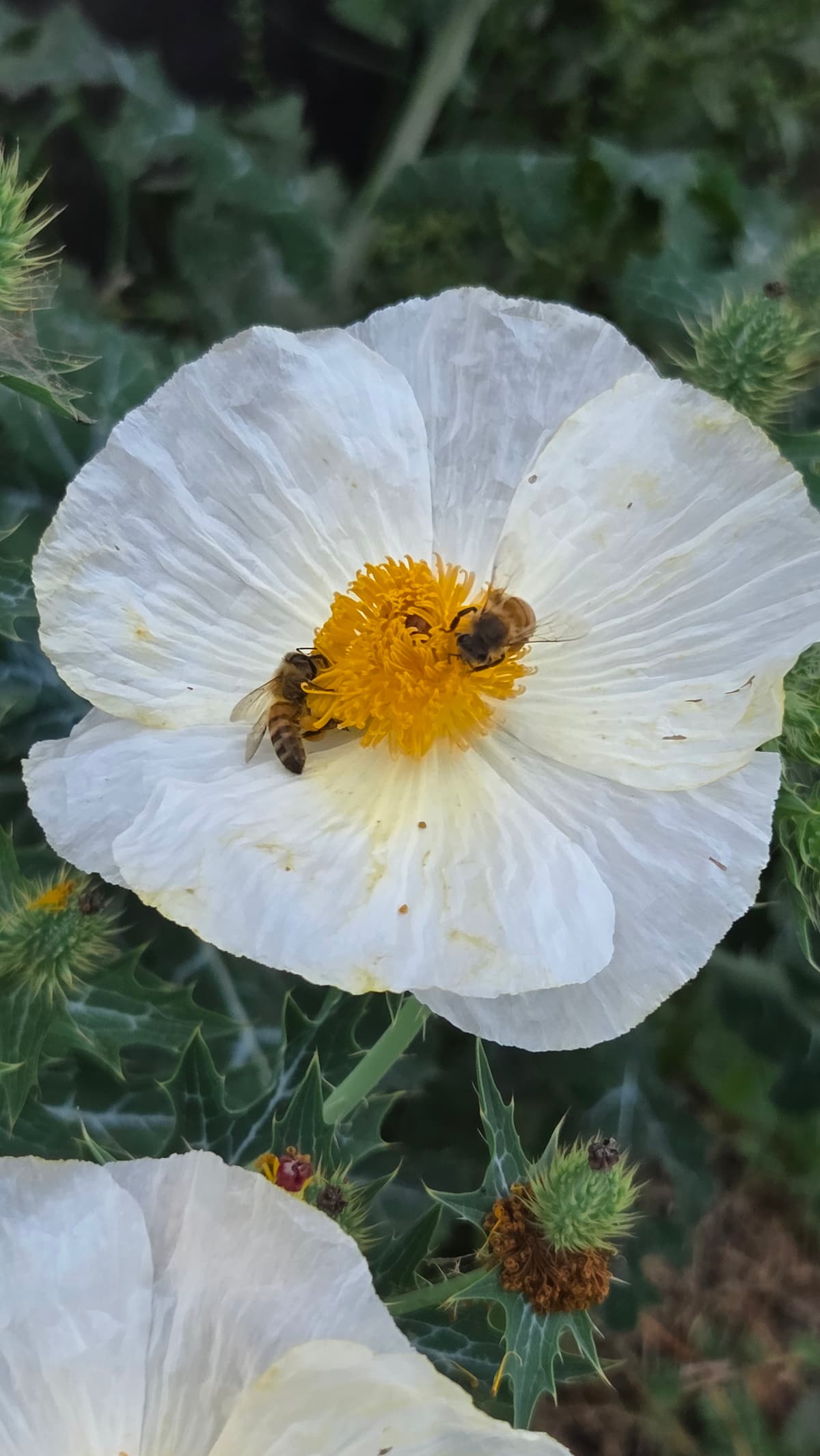 Bees on flowers