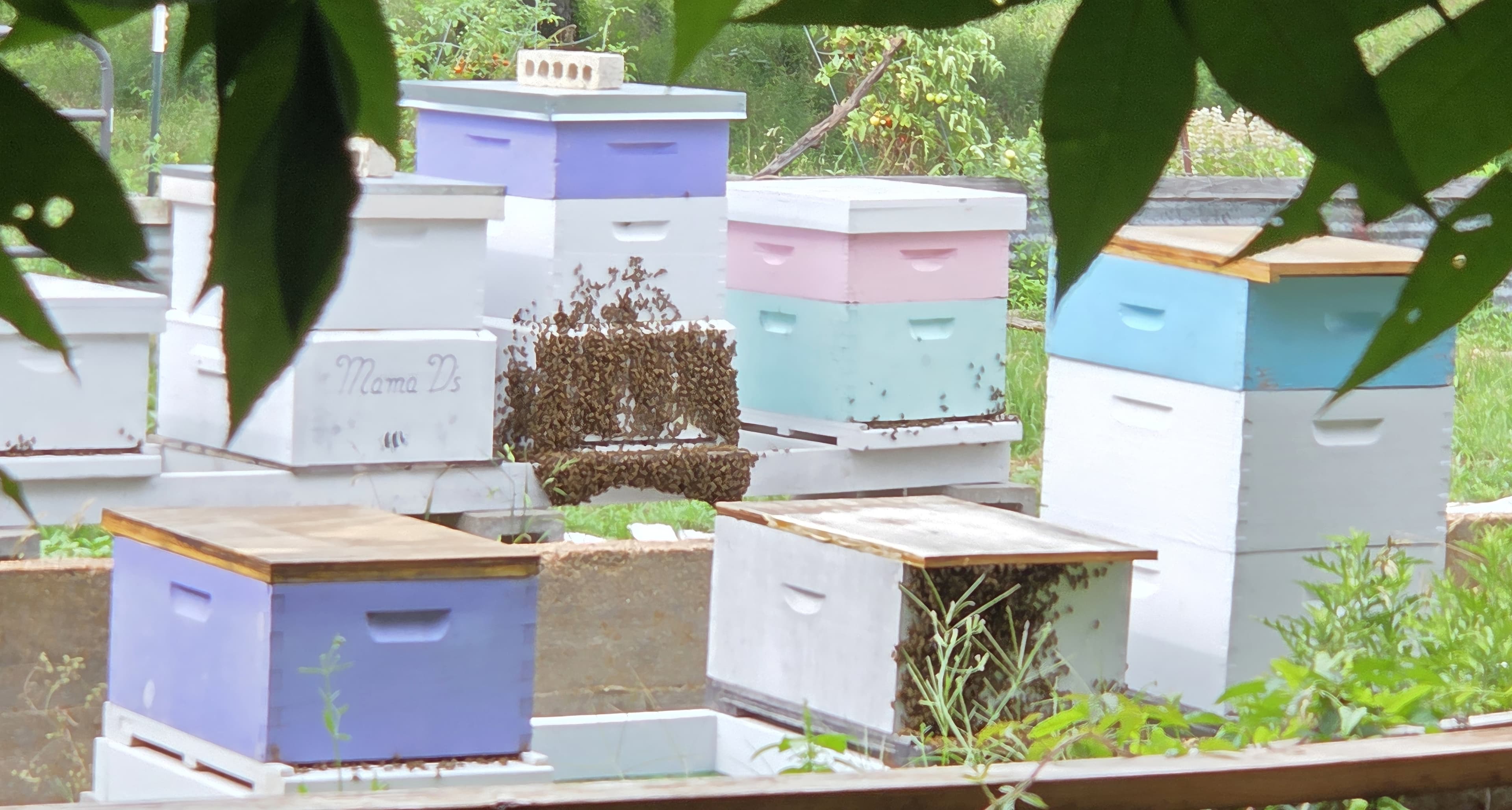 Our bee hives in Navasota